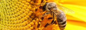 BEE1