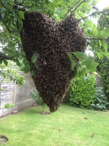 lovely-swarm